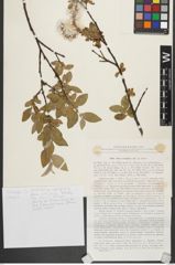 Foto von Salix rectijulis Trautv.